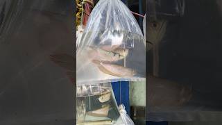 Arowana fish 🐠 Kolkata fish market 🐠 fishing fishmarket Petsman0 shorts aquarium 🪸 [upl. by Keryt]