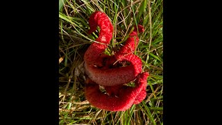 Bioelectrical sounds of the Octopus Stinkhorn Clathrus archeri [upl. by Solegna460]