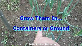 Growing Scallion  Green Onion  Store Bought Vs Grow From Seeds [upl. by Dorice]