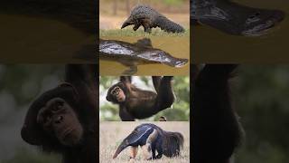 What do a chimp a platypus an anteater and a pangolin have in common [upl. by Nylidnam]