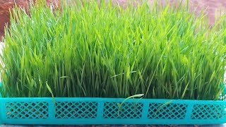 How To Grow Wheatgrass [upl. by Eppesuig]