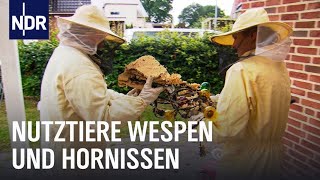 Wespen und Hornissen Keine Panik  Die Nordreportage  NDR Doku [upl. by Atival414]