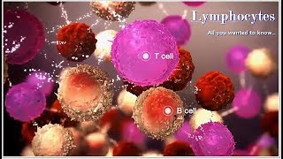 Lymphocytes  Function Low High Causes [upl. by Estelle]