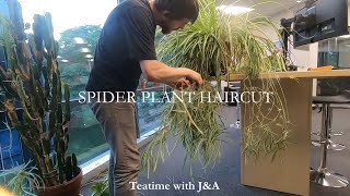 Spider Plant Trim Timelapse [upl. by Saimerej]