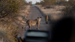 Xanatseni Private Camp  Klaserie Private Nature Reserve  Cinematic Video travelbrandafrica [upl. by Bishop]