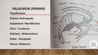 classification of PalaemonGeneral characteristics and body division of PalaemonAppendages of prawn [upl. by Godwin]