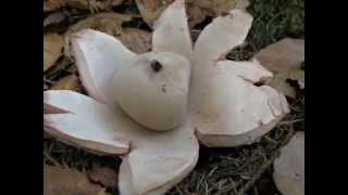 Hvězdovka červenavá Geastrum rufescens [upl. by Yengac196]