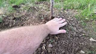 Tree Planting 101 Hole Size amp Depth Secrets for Healthy Growth [upl. by Weisler116]