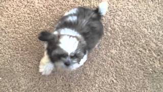 Shih Tzu puppy with kennel cough [upl. by Aspasia]