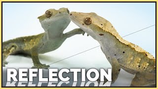 How do Reptiles React to Their Reflections [upl. by Ornie]