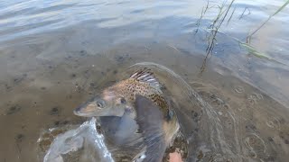 Stilbay estuary lure fishing for grunters [upl. by Akenahs846]