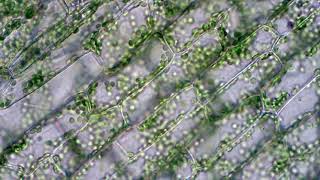 Chloroplasts moving by cytoplasmic streaming in elodea leaf cells Microscope 40x view [upl. by Seline]