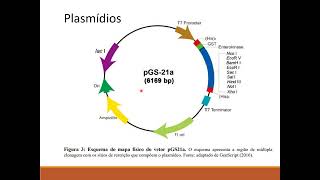 transgenese transposons plasmídeos e biblioteca genômica [upl. by Verdi]