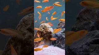 CİCHLİD BREEDİNG CHİNDONGO AFRİCAN CİCHLİDS 🆕shortvideo aquarium fishtank cichlid cichlids [upl. by Norrehs326]