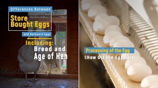 Commercial Eggs vs Backyard Eggs What’s the Difference [upl. by Enilorak]