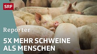 Stunk wegen Schweinegestank – Von GülleGeruch und unbewilligten Bauten  Reporter  SRF [upl. by Ahsap]