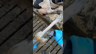 Pretty Girl Demonstrate How To Shave Cow Tails  Farming Care mindblowing howitworks [upl. by Yarazed801]