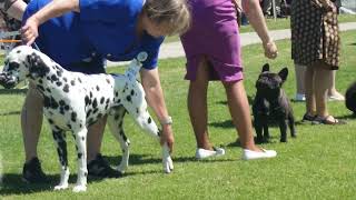 2024 Sunbury Canine Show  Non Sporting Dogs amp classes [upl. by Aneema610]