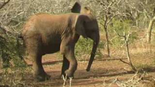 Bush Lodge Properties Bela Bela Limpopo South Africa  Africa Travel Channel [upl. by Rialc]