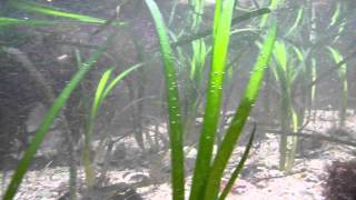 Eelgrass Zostera marina underwater in Ireland [upl. by Ailefo934]