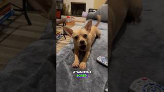 Dog Fussing for Being Inside  RxCKSTxR Comedy Voiceover [upl. by Unam]