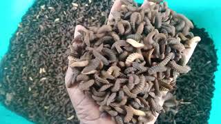 bsfl eggs larvae dry Pre pupe for 9293329854 httpschatwhatsappcomKAhSIwNw6TX0jBQ78QBV1i [upl. by Comethuauc]