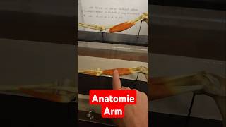 Anatomie von einem Arm mit Muskel shorts anatomie medizin muskeln [upl. by Roselle]