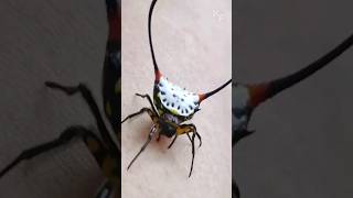 Discovering the World of LongHorned OrbWeavers Fascinating Spider Facts [upl. by Edecrem935]