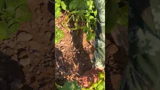 Potato digging harvesting season P5 shorts farming [upl. by Henryetta]