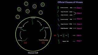 Virus Life Cycle for Different Viral Genomes dsDNA ssDNA dsRNA ssRNA  sense  sense MCAT [upl. by Drwde647]