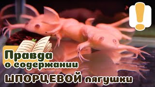 Шпорцевая лягушка Как правильно ухаживать [upl. by Lewis175]