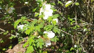 Rosa omeiensis Pteracantha růže omejská [upl. by Darrel]