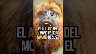 El AULLIDO del mono vs El TAMAÑO de sus… • Datazo [upl. by Oivalf]