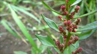 Strawberry Blite Chenopodium Capitatum Blitum Capitatum  20120902 [upl. by Thenna]