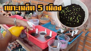 เพาะเมล็ด 5 เมือง Seed EP1 [upl. by Assel]