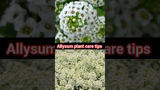 Alyssum plant care  alysum flower  winter flower  winter plant tips  lucknow nursery visit [upl. by Gyatt]