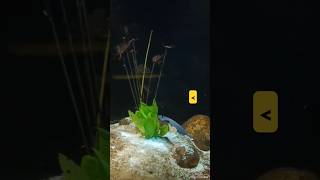 Ghost fish😮😮 subscribe plz malayalam fish [upl. by Kries918]