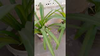 Lily plant 🌱 Lily plants Gardening with Faheem ali 🌳🌳🌳 gardenigtip foryou lilyplant lilyflower [upl. by Aliahs271]