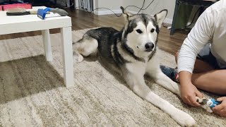 How to cut an Alaskan Malamutes Nails [upl. by Asikal]