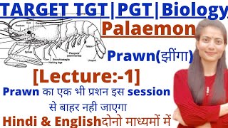 UP TGTPGT BiologyPalaemon PrawnLT GradeGIC biologyMost important session [upl. by Juley]