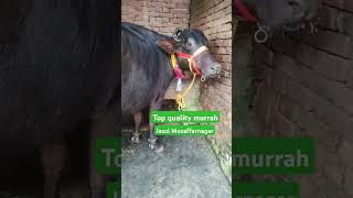 Topqualitymurrahanimals shortstrandingshorts reelscow haryanayoutubeshortsytbufflo2024 [upl. by Swigart]