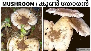 കൂൺ തോരൻMushroom Thoran  Traditional Easy amp Spicy Kerala style Mushroom home made recipe [upl. by Gregoire390]