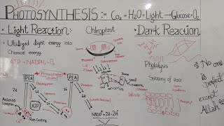 Photosynthesis Light reaction [upl. by Evot170]