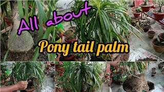 How to Grow and Care Nolina Palm Ponytail Palm Elephant Foot Palm  Ponytail Palm Care Indoor [upl. by Conny655]