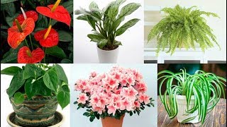 15 Plantas Son Una BOMBA de Puro Oxígeno con Solo Una Purificaras el Aire de tu Casa [upl. by Attenyt]