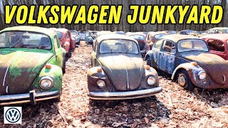 FULL TOUR VW Buses Beetles amp MORE HUGE Volkswagen JUNKYARD [upl. by Icrad]