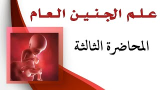 علم الجنين العام  الأسبوع الثاني والثالث من التطور الجنينيالقرص المضغي الثنائي والثلاثي الصفيحة [upl. by Delia]