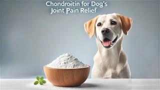 Chondroitin A GameChanger for Dog’s Joint Pain Relief [upl. by Narcissus]