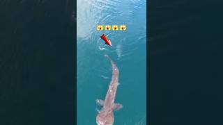 Tuna attempts to eat the big headed shark😱😱😱tuna shorts [upl. by Napoleon112]