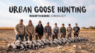 Urban Goose Hunting In Fresh Cut Corn  40 Canadian Geese [upl. by Buckels375]